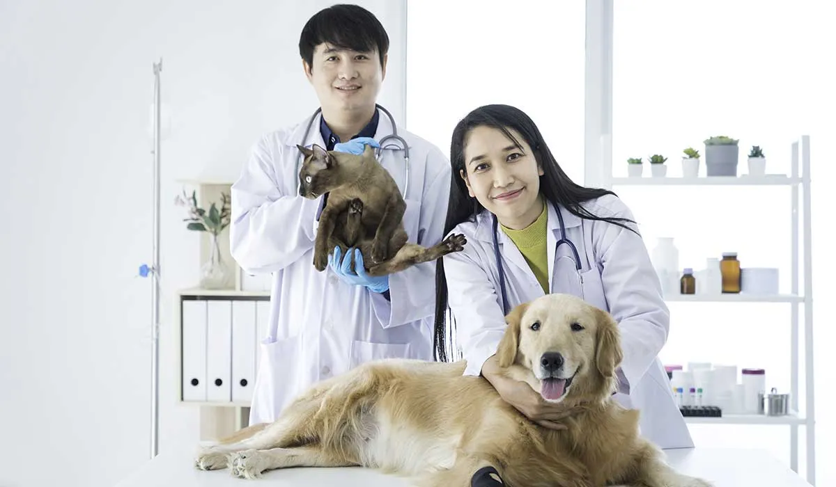 Veterinary clinic with caring staff treating pets and modern medical equipment